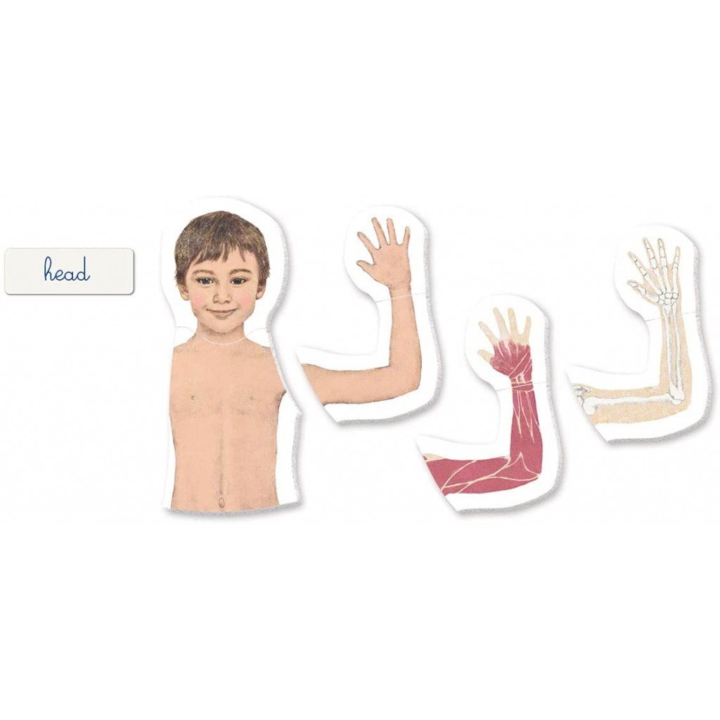 كليمنتوني منتسوري - جسم الإنسان