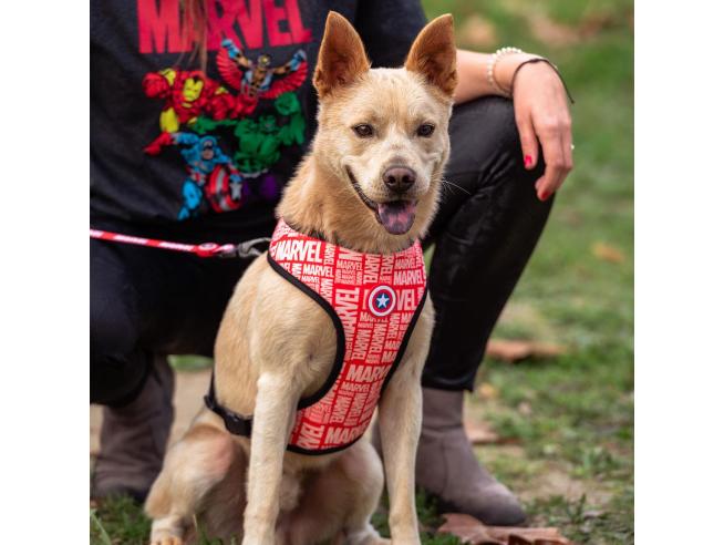 Marvel Reversible Dog Harness