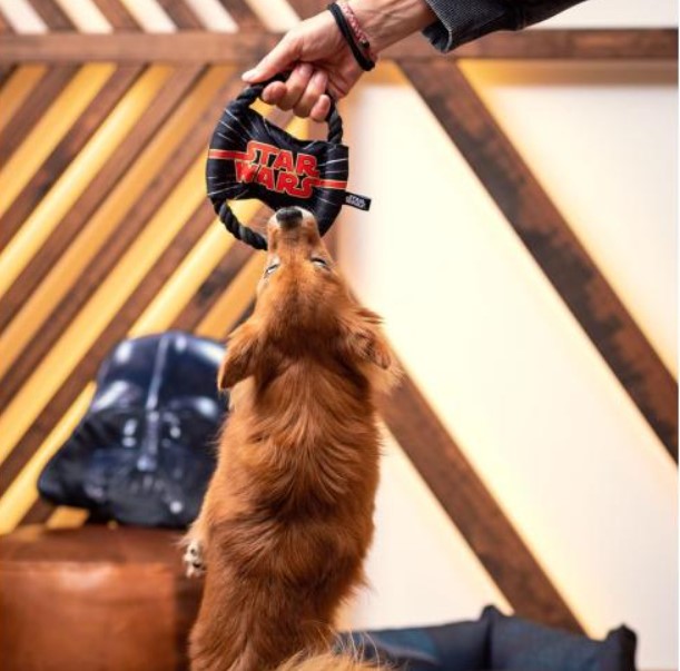 عضاضة على شكل حبل للكلاب