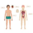 Clementoni Montessori - The Human Body