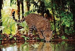 [32537] Puzzle Leopard 1000 pc