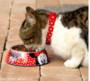 2800000357 DOGS BOWLS  S MINNIE