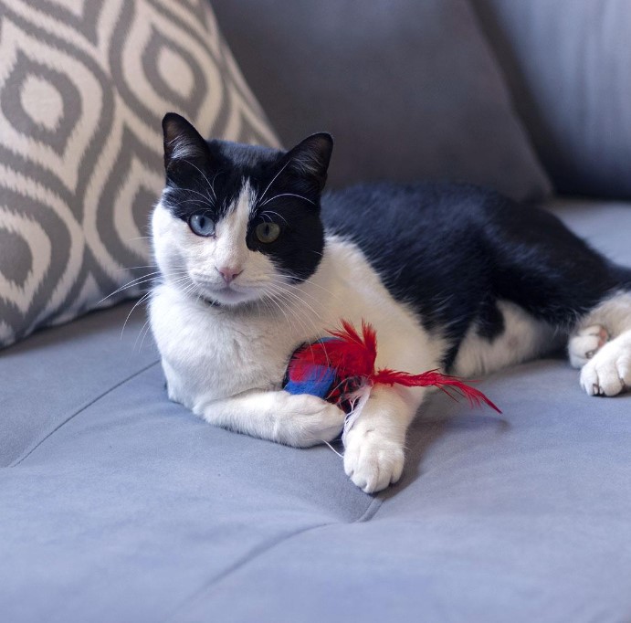 لعبة القط 2 قطعة سبايدرمان