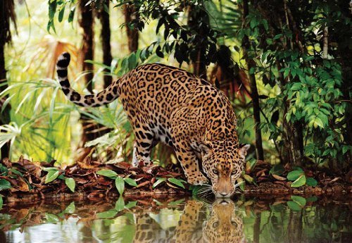 Puzzle Leopard 1000 pc